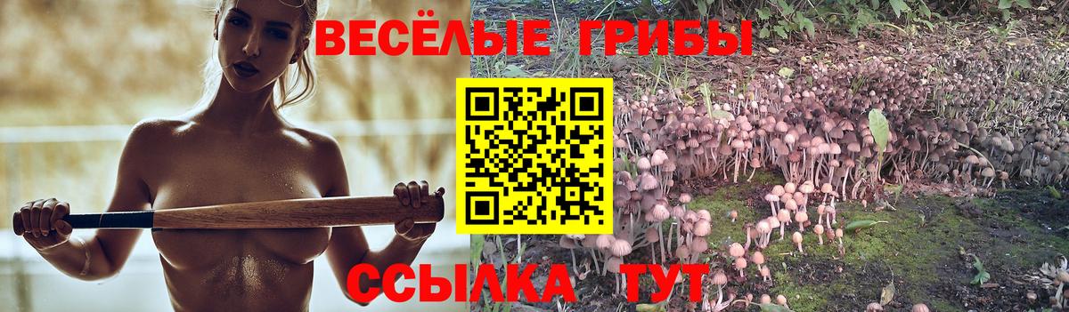 Псилоцибиновые грибы Psilocybine cubensis  Вход с VPN  Псилоцибиновые грибы Psilocybine cubensis  Алатырь 